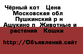 Чёрный кот › Цена ­ 10 - Московская обл., Пушкинский р-н, Ашукино п. Животные и растения » Кошки   